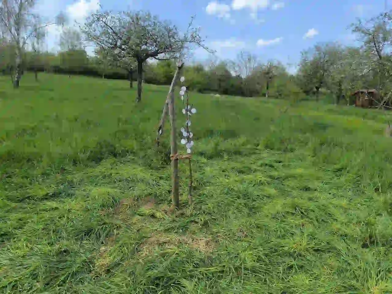 Erlebter Frühling – Baumpflanzaktion und Naturerlebnis für Kinder